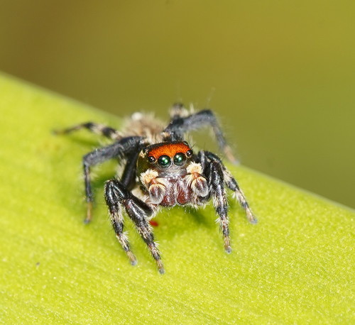 White Banded House Jumper