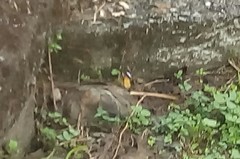 Argynnis hyperbius hyperbius