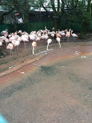 Phoenicopteriformes