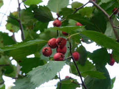 Crataegus