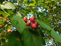 Crataegus