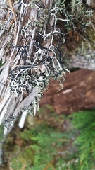 Hypogymnia duplicata