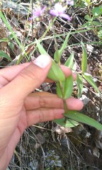 Gibasis karwinskyana