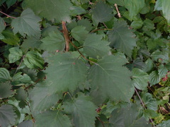 Crataegus