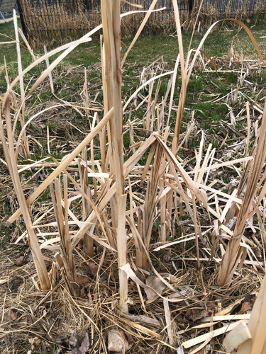 Broad-leaf Cattail winter