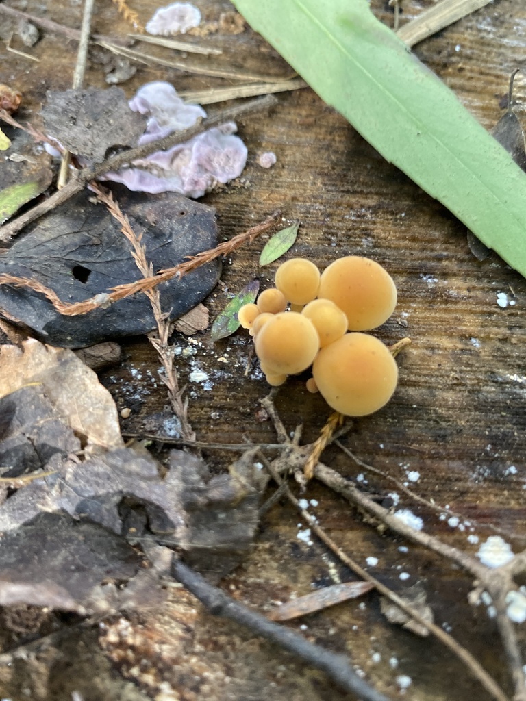 Flammulina velutipes · April 2025 · photo: © jack12347 (iNaturalist, cc0)