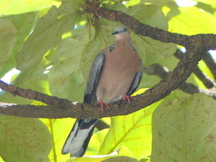 Streptopelia chinensis