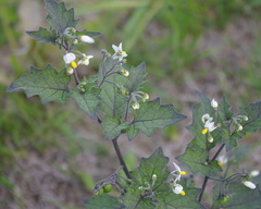 Solanum nigrum