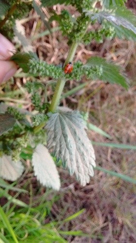 Eleven-spotted Ladybird Beetle