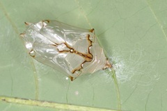 Euthalia monina monina