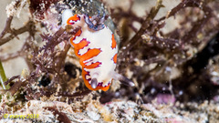 Goniobranchus fidelis