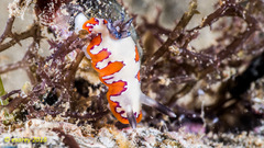 Goniobranchus fidelis