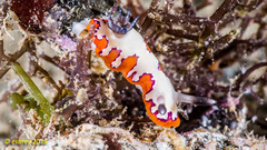 Goniobranchus fidelis