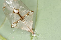 Euthalia monina monina