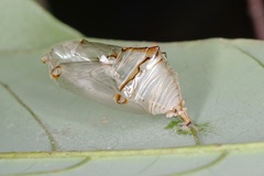 Euthalia monina monina