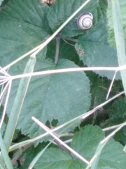 Helicella itala