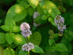 Mentha aquatica