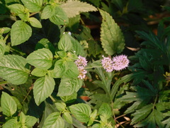 Mentha aquatica