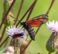 Zygaena osterodensis