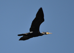 Phalacrocorax carbo