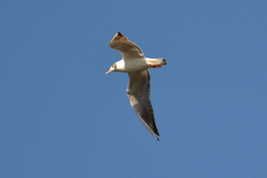 Chroicocephalus ridibundus