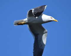 Larus fuscus