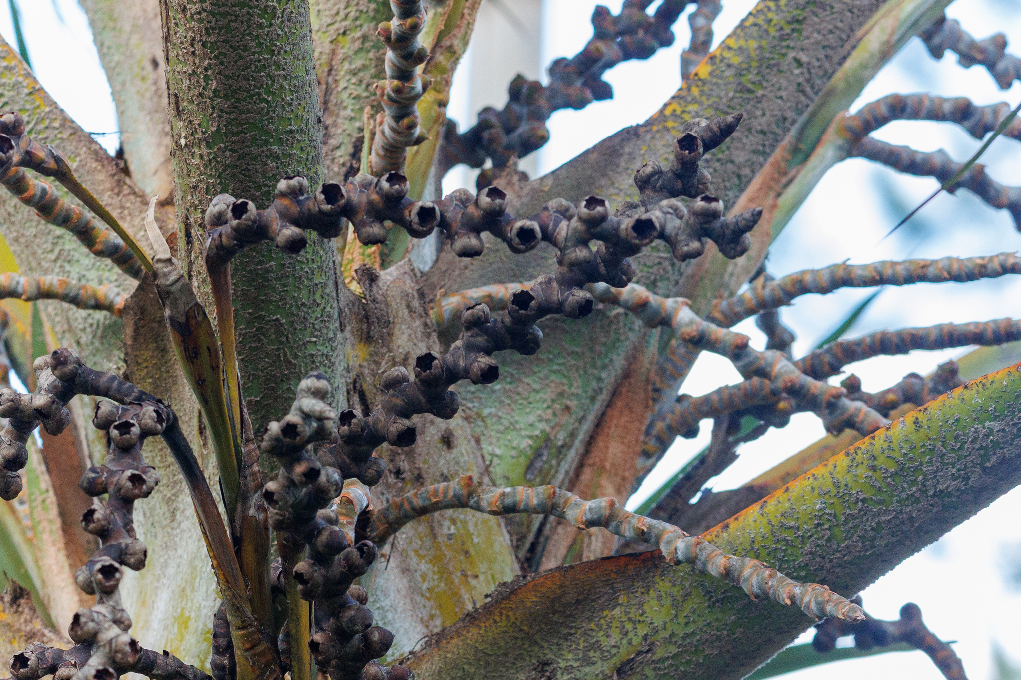 Mauritia flexuosa