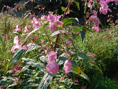 Impatiens glandulifera