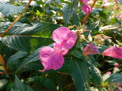 Impatiens glandulifera