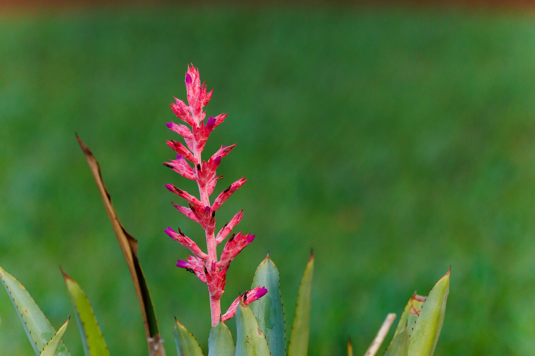 Aechmea distichantha