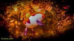 Goniobranchus fidelis