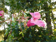 Impatiens glandulifera