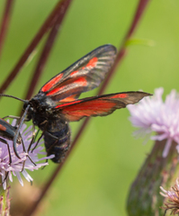 Zygaena osterodensis