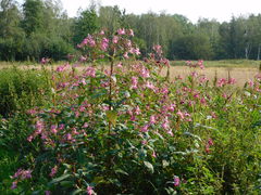 Impatiens glandulifera
