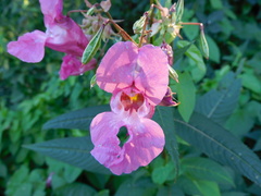 Impatiens glandulifera