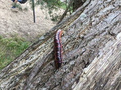 Pseudopolydesmus canadensis