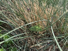 Polysarcus denticauda