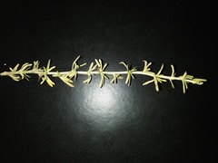 Angiospermae