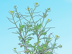 Sisymbrium erysimoides