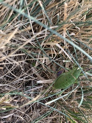 Polysarcus denticauda