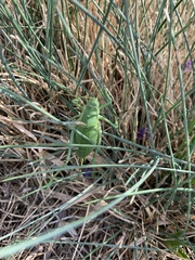 Polysarcus denticauda