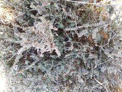 Magnoliopsida