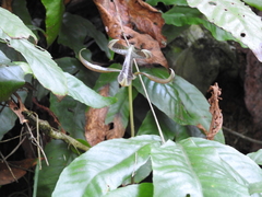 Tectaria harlandii