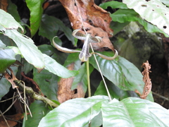 Tectaria harlandii