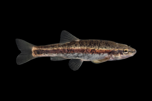 Eastern Blacknose Dace, photo 9 of 9