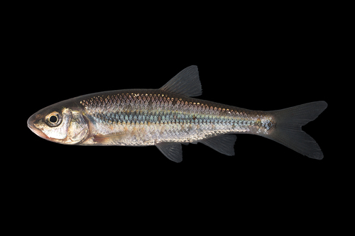 Fallfish — photo 1