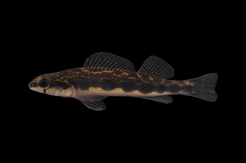 Stripeback darter (Percina notogramma) — Percidae — 4