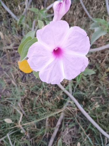 Bush Morning Glory