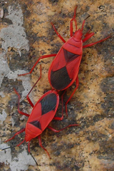 Probergrothius sanguinolens