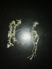 Angiospermae